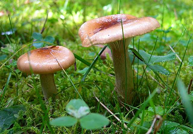 2005 :  Un anno di funghi